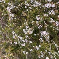 Leptospermum arachnoides at Tinderry Nature Reserve - 5 Nov 2023 08:42 AM