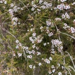 Leptospermum arachnoides at Tinderry Nature Reserve - 5 Nov 2023