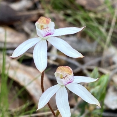 Caladenia moschata (Musky Caps) at Tinderry, NSW - 4 Nov 2023 by Tapirlord
