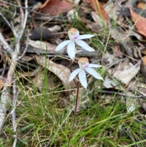 Caladenia moschata at Tinderry Nature Reserve - 5 Nov 2023