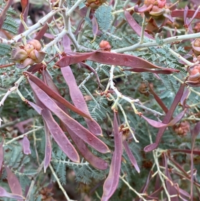 Acacia dealbata subsp. subalpina (Monaro Silver-wattle) at Tinderry Nature Reserve - 5 Nov 2023 by Tapirlord