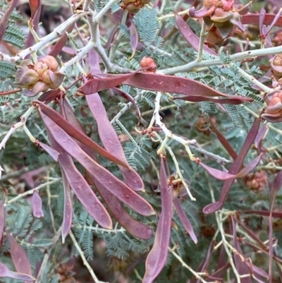 Acacia dealbata subsp. subalpina (Monaro Silver-wattle) at Tinderry, NSW - 4 Nov 2023 by Tapirlord