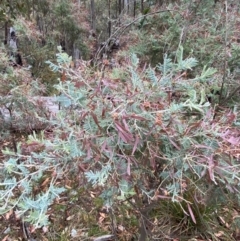 Acacia dealbata subsp. subalpina at Tinderry Nature Reserve - 5 Nov 2023