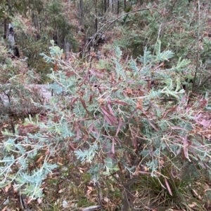 Acacia dealbata subsp. subalpina at Tinderry Nature Reserve - 5 Nov 2023 08:33 AM