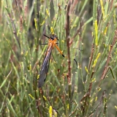 Harpobittacus australis (Hangingfly) at Tinderry, NSW - 4 Nov 2023 by Tapirlord