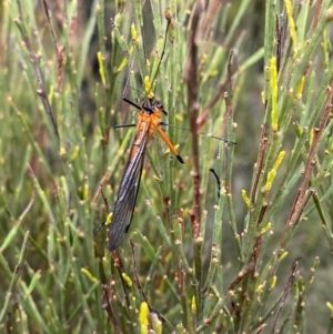 Harpobittacus australis at Tinderry Nature Reserve - 5 Nov 2023