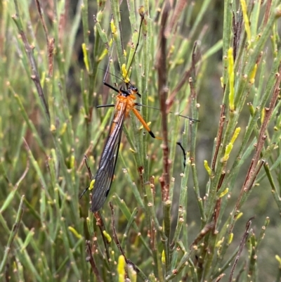 Harpobittacus australis (Hangingfly) at Tinderry Nature Reserve - 5 Nov 2023 by Tapirlord