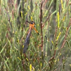 Harpobittacus australis (Hangingfly) at Tinderry Nature Reserve - 4 Nov 2023 by Tapirlord