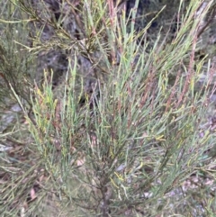 Exocarpos strictus (Dwarf Cherry) at Tinderry Nature Reserve - 4 Nov 2023 by Tapirlord