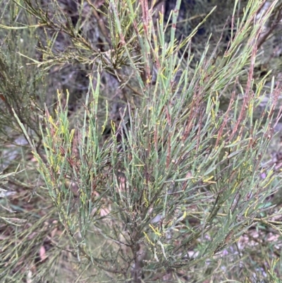 Exocarpos strictus (Dwarf Cherry) at Tinderry Nature Reserve - 5 Nov 2023 by Tapirlord