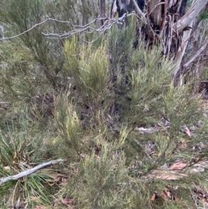 Exocarpos strictus at Tinderry Nature Reserve - 5 Nov 2023