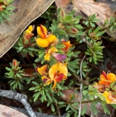 Pultenaea subspicata (Low Bush-pea) at Tinderry Nature Reserve - 5 Nov 2023 by Tapirlord