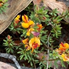 Pultenaea subspicata (Low Bush-pea) at Tinderry, NSW - 4 Nov 2023 by Tapirlord