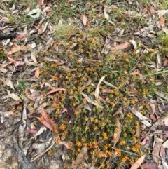 Pultenaea subspicata at Tinderry Nature Reserve - 5 Nov 2023 08:32 AM