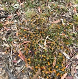 Pultenaea subspicata at Tinderry Nature Reserve - 5 Nov 2023