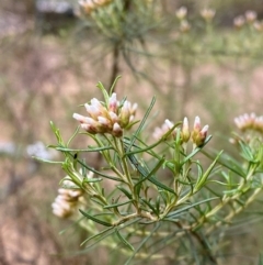 Ozothamnus thyrsoideus (Sticky Everlasting) at Tinderry Nature Reserve - 4 Nov 2023 by Tapirlord