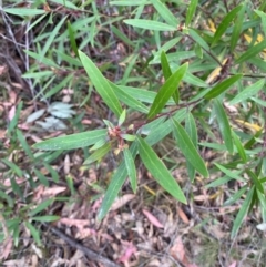 Persoonia silvatica (Forest Geebung) at Tinderry Nature Reserve - 5 Nov 2023 by Tapirlord