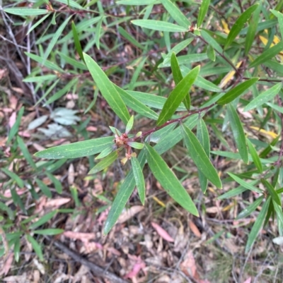 Persoonia silvatica (Forest Geebung) at Tinderry, NSW - 4 Nov 2023 by Tapirlord