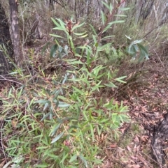 Persoonia silvatica at Tinderry Nature Reserve - 5 Nov 2023