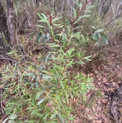 Persoonia silvatica at Tinderry Nature Reserve - 5 Nov 2023 08:30 AM