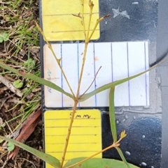 Eucalyptus radiata subsp. radiata at Bowral - 1 Dec 2023