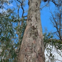 Eucalyptus radiata subsp. radiata at Bowral - 1 Dec 2023