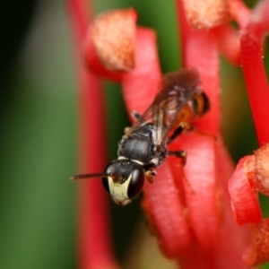 Hylaeus (Prosopisteron) littleri at Downer, ACT - 1 Dec 2023