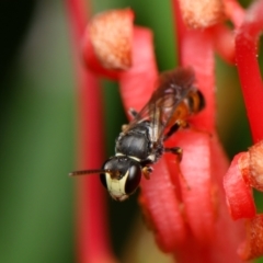 Hylaeus (Prosopisteron) littleri (Hylaeine colletid bee) at Downer, ACT - 1 Dec 2023 by RobertD