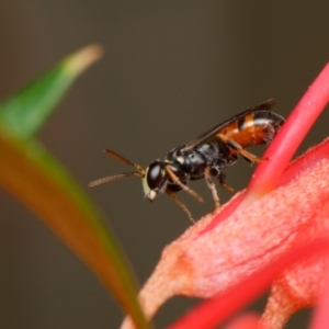 Hylaeus (Prosopisteron) littleri at Downer, ACT - 1 Dec 2023 03:11 PM