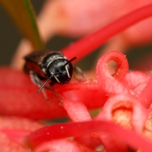 Hylaeus (Prosopisteron) littleri at Downer, ACT - 1 Dec 2023 03:11 PM