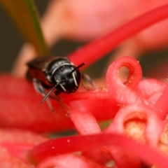 Hylaeus (Prosopisteron) littleri at Downer, ACT - 1 Dec 2023