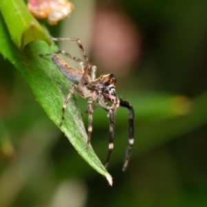 Helpis sp. (genus) at Downer, ACT - 1 Dec 2023