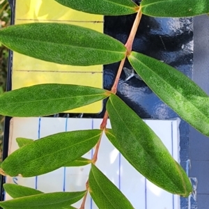 Melaleuca hypericifolia at Bowral - 1 Dec 2023
