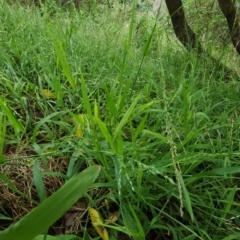 Ehrharta erecta (Panic Veldtgrass) at Bowral, NSW - 1 Dec 2023 by Steve818