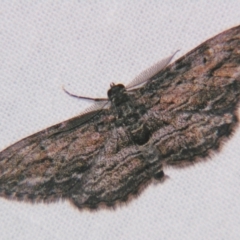 Unidentified Geometer moth (Geometridae) at Bolivia, NSW - 6 Apr 2007 by PJH123