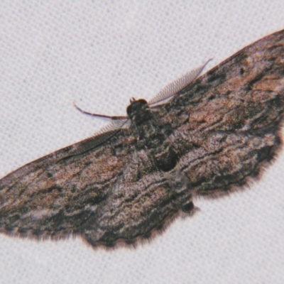 Unidentified Geometer moth (Geometridae) at Bolivia, NSW - 6 Apr 2007 by PJH123