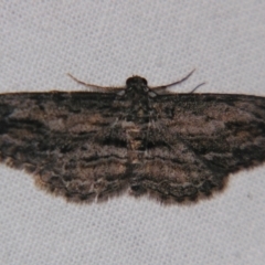 Unidentified Geometer moth (Geometridae) at Bolivia, NSW - 5 Apr 2007 by PJH123