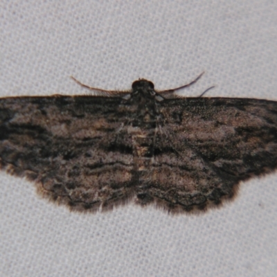 Unverified Geometer moth (Geometridae) by PJH123