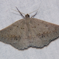 Unverified Geometer moth (Geometridae) by PJH123