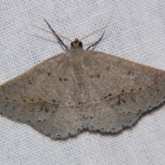 Unidentified Geometer moth (Geometridae) by PJH123