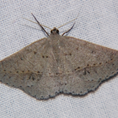 Unverified Geometer moth (Geometridae) by PJH123