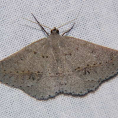 Unidentified Geometer moth (Geometridae) at Bolivia, NSW - 5 Apr 2007 by PJH123