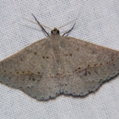 Unidentified Geometer moth (Geometridae) at Bolivia, NSW - 5 Apr 2007 by PJH123