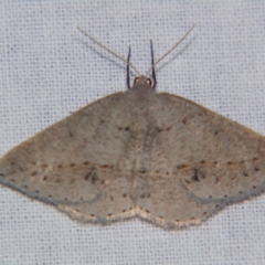 Unidentified Geometer moth (Geometridae) at Bolivia, NSW - 6 Apr 2007 by PJH123