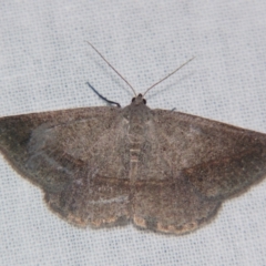 Unidentified Geometer moth (Geometridae) at Bolivia, NSW - 5 Apr 2007 by PJH123