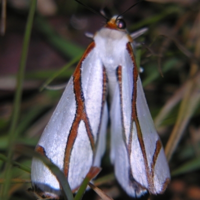 Unidentified Geometer moth (Geometridae) at Bolivia, NSW - 6 Apr 2007 by PJH123