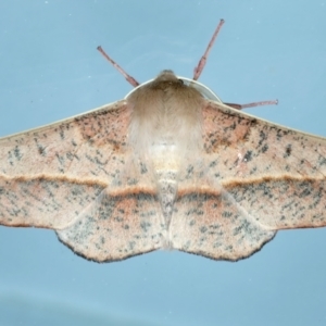 Antictenia punctunculus at Ainslie, ACT - 10 Nov 2023