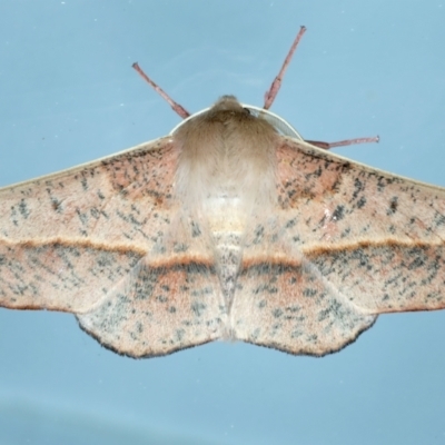 Antictenia punctunculus (A geometer moth) at Ainslie, ACT - 10 Nov 2023 by jb2602