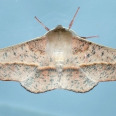 Antictenia punctunculus (A geometer moth) at Ainslie, ACT - 10 Nov 2023 by jb2602