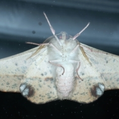 Antictenia punctunculus at Ainslie, ACT - 10 Nov 2023